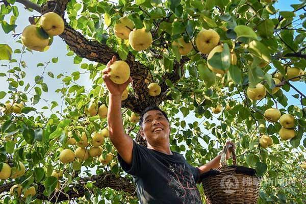 碭山：梨園迎豐收 酥梨甜香潤(rùn)心間